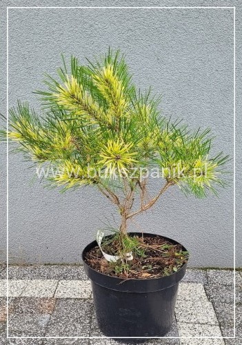 Sosna gęstokwiatowa OCULUS DRACONIS-Pinus densiflora