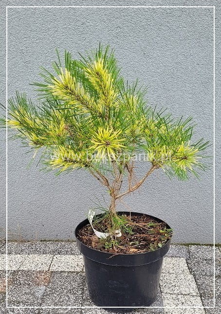 Sosna gęstokwiatowa OCULUS DRACONIS-Pinus densiflora