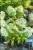 Hortensja bukietowa "LITTLE LIME JANE"- Hydrangea paniculata