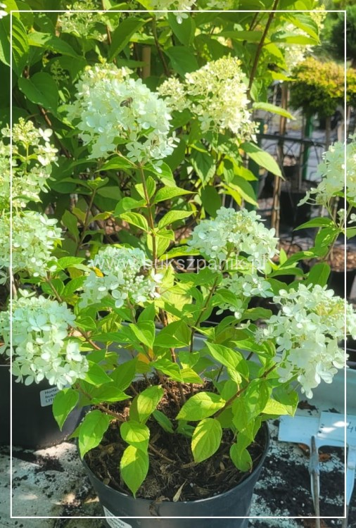Hortensja bukietowa "LITTLE LIME JANE"- Hydrangea paniculata
