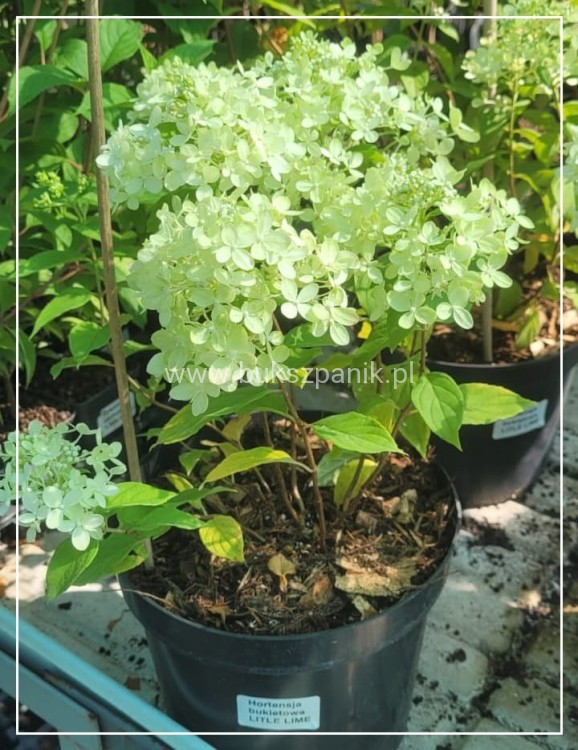 Hortensja bukietowa "LITTLE LIME JANE"- Hydrangea paniculata