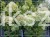 Hortensja bukietowa "LITTLE LIME JANE"- Hydrangea paniculata