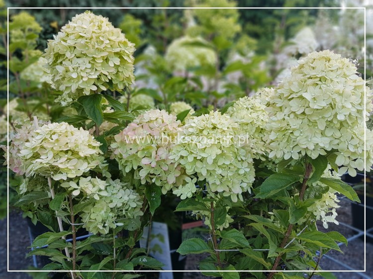 Hortensja bukietowa "LITTLE LIME JANE"- Hydrangea paniculata