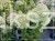 Hortensja bukietowa "LITTLE LIME JANE"- Hydrangea paniculata