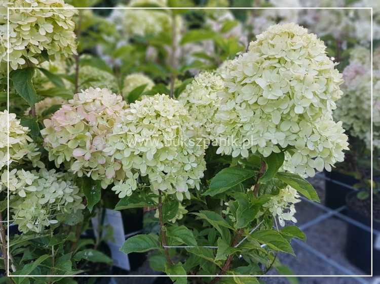Hortensja bukietowa "LITTLE LIME JANE"- Hydrangea paniculata