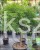 Klon palmowy 'Dissectum'-  Acer palmatum  PA90 ob. 10-12cm