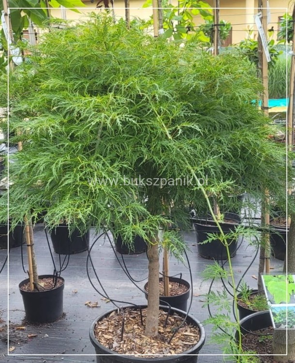 Klon palmowy 'Dissectum'-  Acer palmatum  PA90 ob. 10-12cm