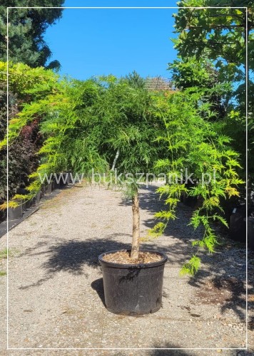 Klon palmowy 'Dissectum'-  Acer palmatum  PA90 ob. 10-12cm