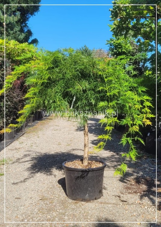 Klon palmowy 'Dissectum'-  Acer palmatum  PA90 ob. 10-12cm