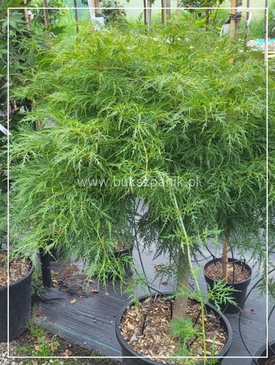 Klon palmowy "Dissectum" - Acer palmatum PA90 ob. 10-12cm