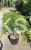 Klon palmowy 'Dissectum'-  Acer palmatum  PA90 ob. 10-12cm