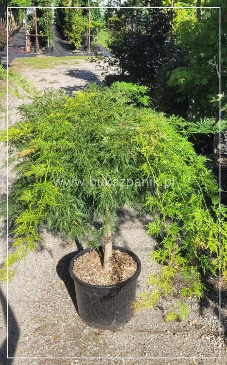 Klon palmowy 'Dissectum'-  Acer palmatum  PA90 ob. 10-12cm