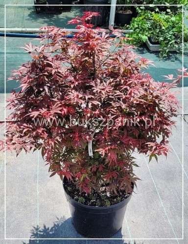 Klon Palmowy Shaina-Acer palmatum Shaina