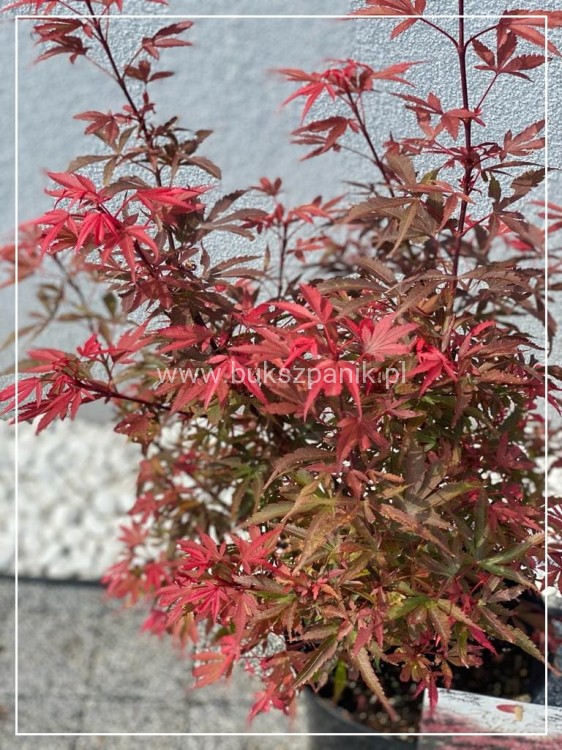 Klon Palmowy Shaina-Acer palmatum Shaina