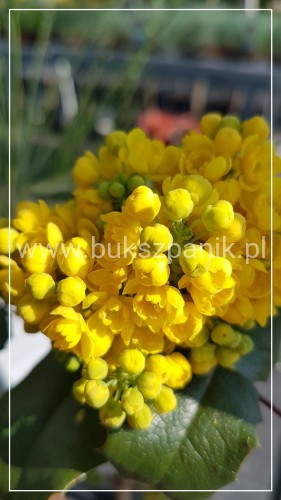 Mahonia pospolita- Mahonia aquifolium
