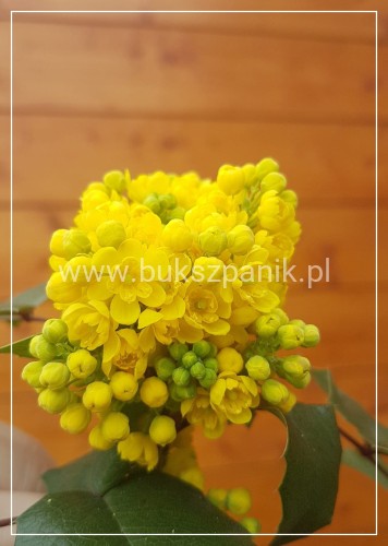 Mahonia pospolita- Mahonia aquifolium