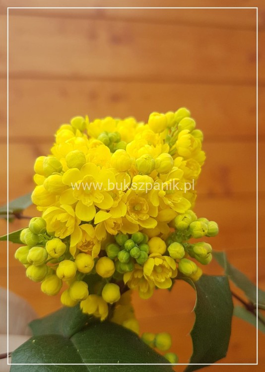 Mahonia pospolita- Mahonia aquifolium