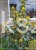 Mahonia pospolita- Mahonia aquifolium