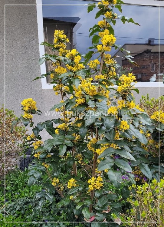 Mahonia pospolita- Mahonia aquifolium