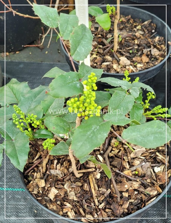 Mahonia pospolita- Mahonia aquifolium