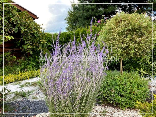 Perowskia łobodolistna 'Blue Spire' Perovskia atriplicifolia