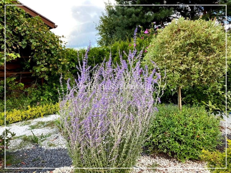 Perowskia łobodolistna 'Blue Spire' Perovskia atriplicifolia