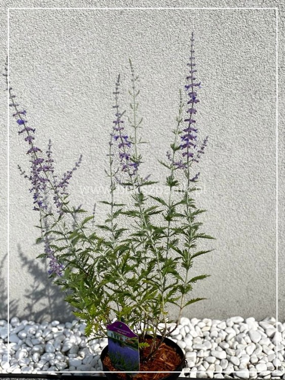 Perowskia łobodolistna 'Blue Spire' Perovskia atriplicifolia