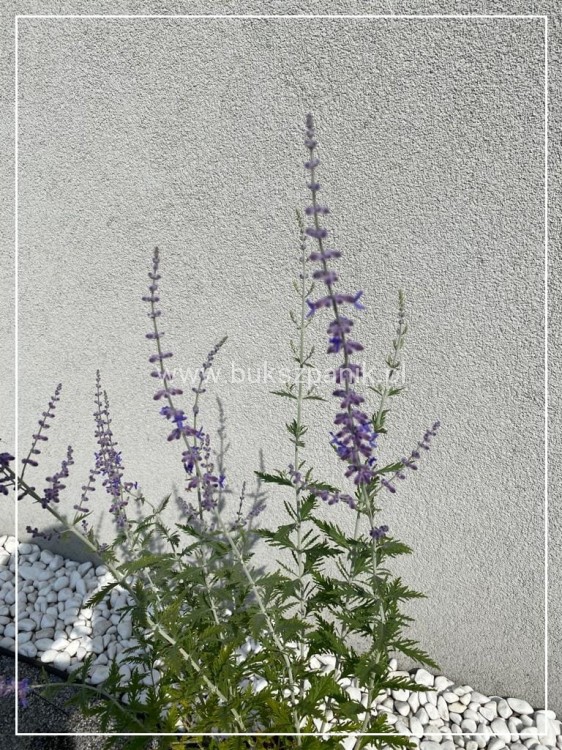Perowskia łobodolistna 'Blue Spire' Perovskia atriplicifolia