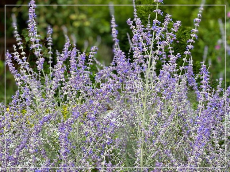Perowskia łobodolistna 'Blue Spire' Perovskia atriplicifolia