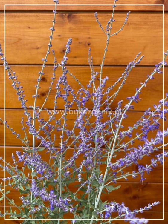 Perowskia łobodolistna 'Blue Spire' Perovskia atriplicifolia
