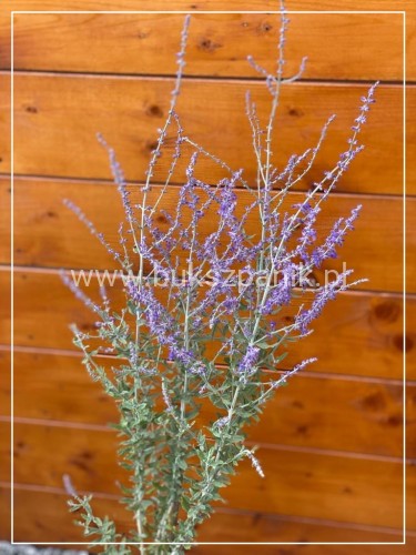 Perowskia łobodolistna 'Little Spire' Perovskia atriplicifolia