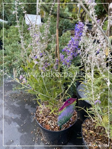Perowskia łobodolistna LACEY BLUE Lissit- Perovskia atriplicifolia