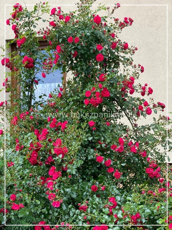 Róża okrywowa malinowa - Rosa c2l