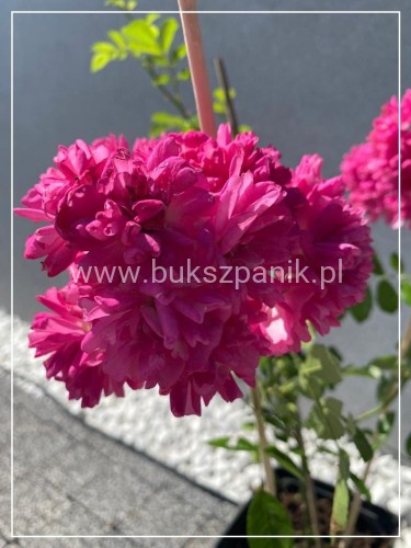 Róża okrywowa różowa - rosa