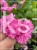 Róża okrywowa różowa - rosa