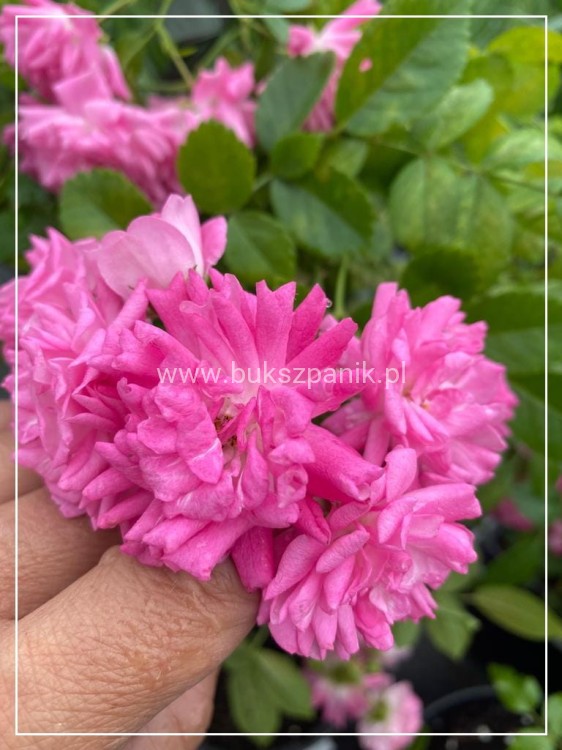 Róża okrywowa różowa - rosa