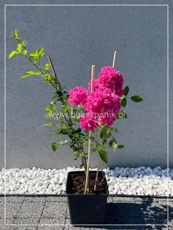 Róża okrywowa różowa- rosa