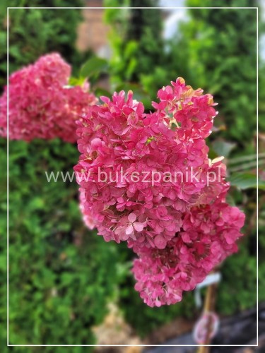 Hortensja bukietowa PINKY WINKY 'DVPPinky'-Hydrangea paniculata