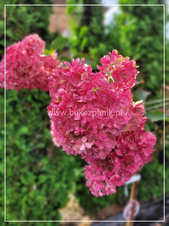 Hortensja bukietowa PINKY WINKY 'DVPPinky'-Hydrangea paniculata