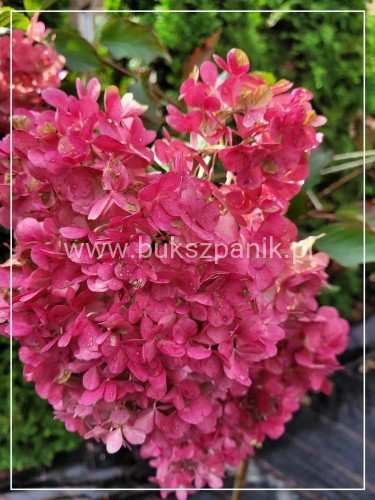Hortensja bukietowa PINKY WINKY 'DVPPinky'-Hydrangea paniculata