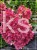 Hortensja bukietowa PINKY WINKY 'DVPPinky'-Hydrangea paniculata