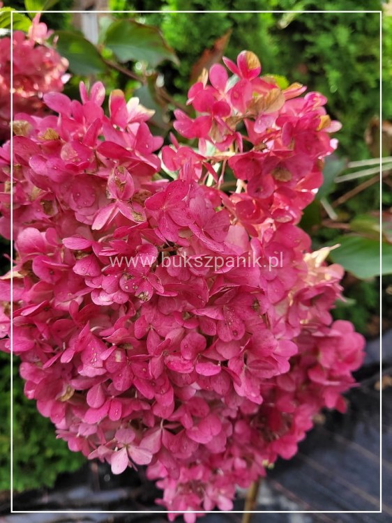 Hortensja bukietowa PINKY WINKY 'DVPPinky'-Hydrangea paniculata
