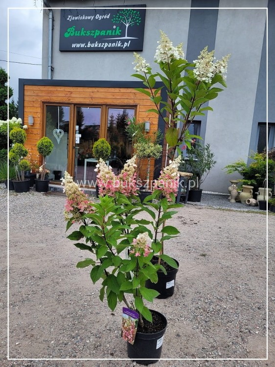 Hortensja bukietowa PINKY WINKY 'DVPPinky'-Hydrangea paniculata