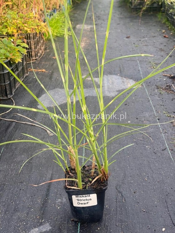 Miskant chiński STRICTUS Dwarf PASKOWANA