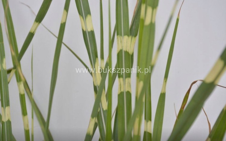 Miskant chiński STRICTUS Dwarf PASKOWANA