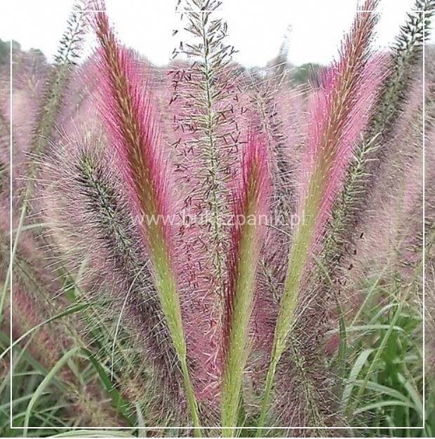Rozplenica japońska- Pennisetum alopecuroides Red Head
