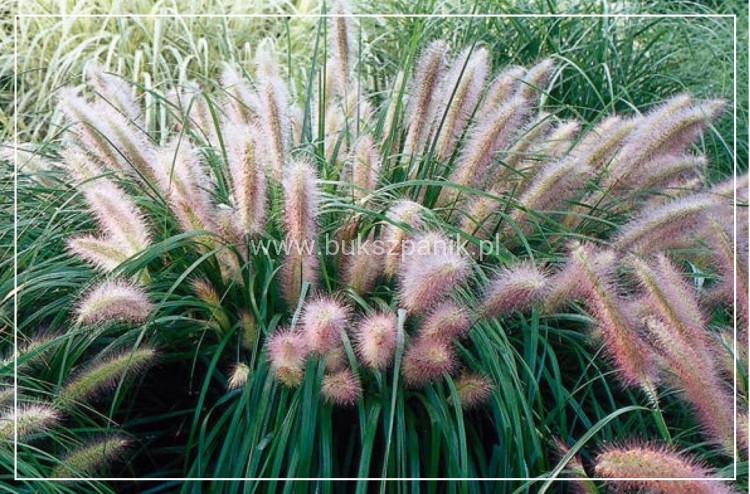 Rozplenica japońska- Pennisetum alopecuroides Red Head