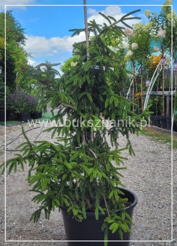 świerk kaukaski 'Aureospicata'-Picea orientalis 'Aureospicata