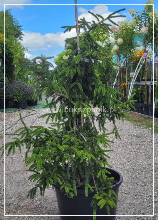 świerk kaukaski 'Aureospicata'-Picea orientalis 'Aureospicata