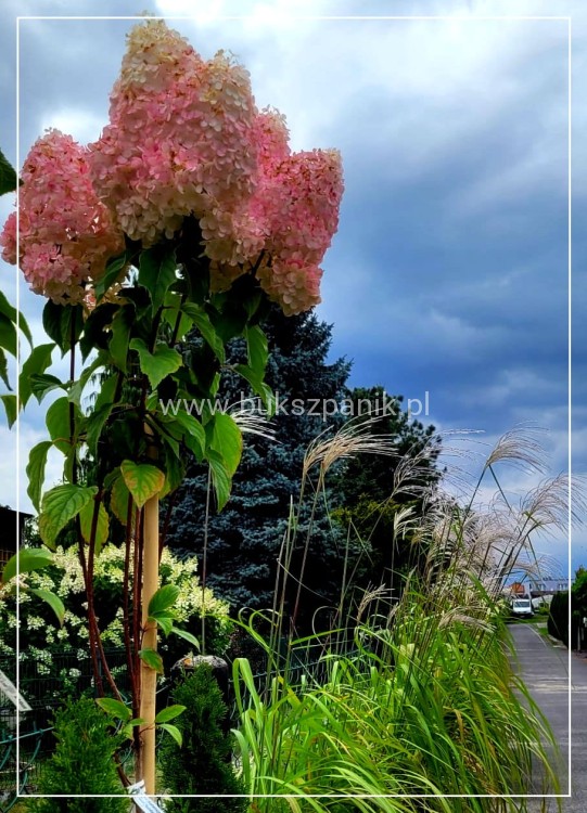 Hortensja bukietowa VANILLE FRAISE- Hydrangea paniculata PA80, c10l